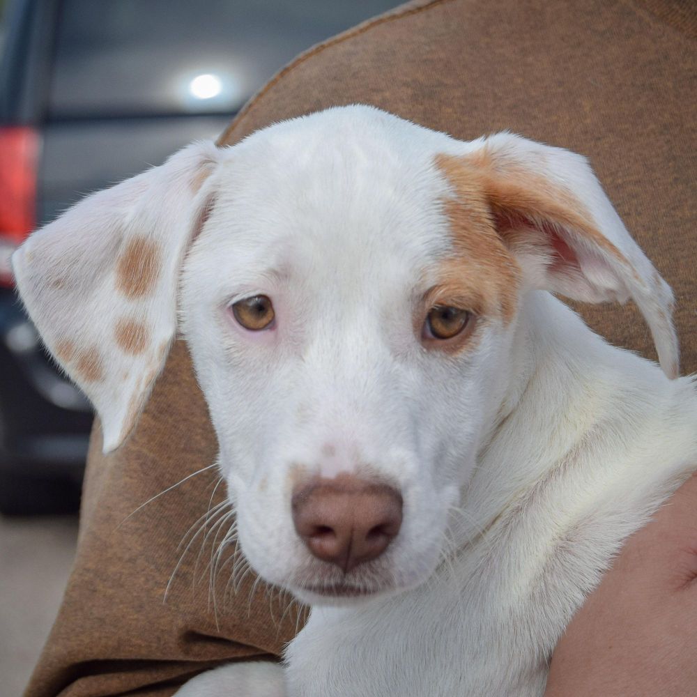 Pollyanna is a Labrador Retriever and Border Collie dog, available for adoption in Huntley, IL.