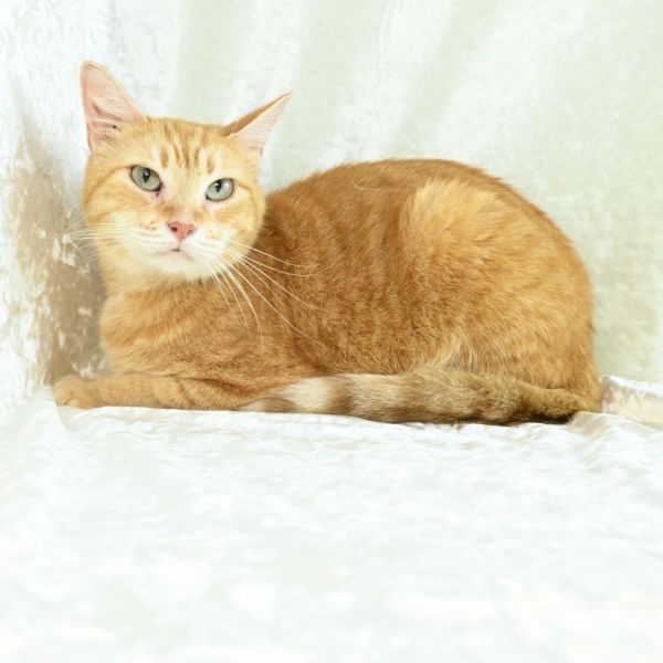 Purrsela is a Domestic Short Hair cat, available for adoption in Mobile, AL.