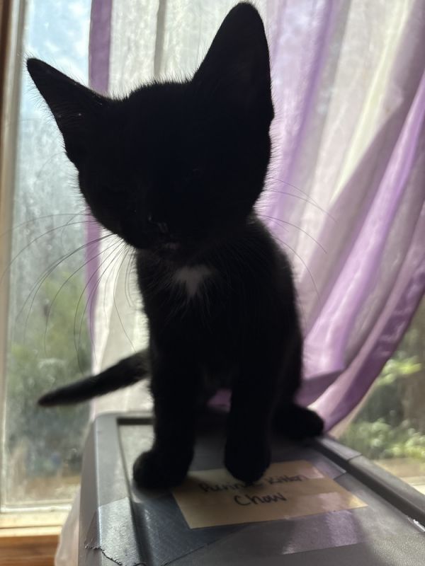 Eileen is a Domestic Short Hair cat, available for adoption in Anoka, MN.
