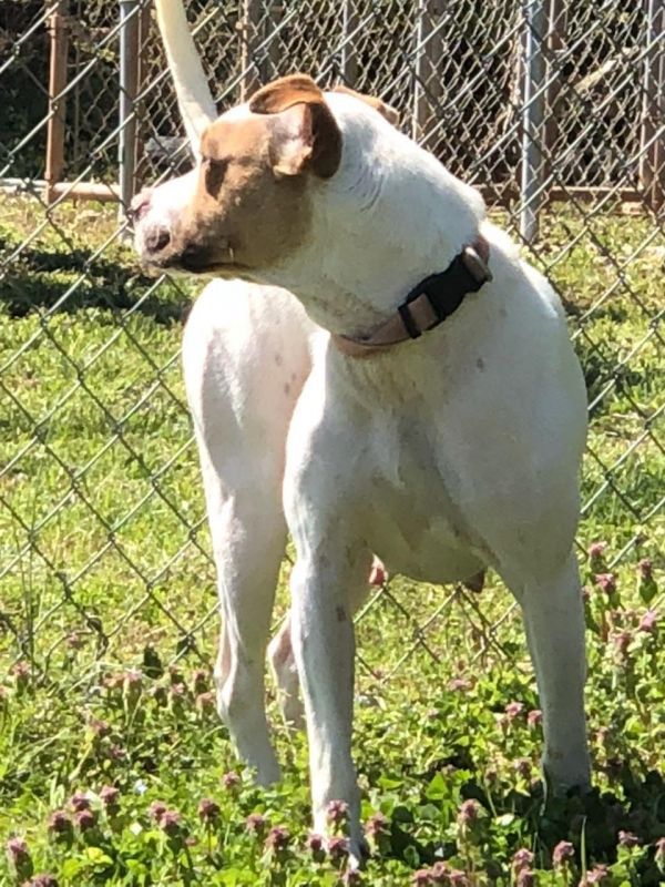 Ivy is a Labrador Retriever and American Bulldog available for adoption in Dunwoody, GA.