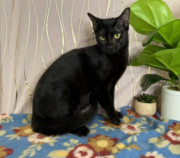 Chesty is a Domestic Short Hair cat, available for adoption in Long Beach, MS.