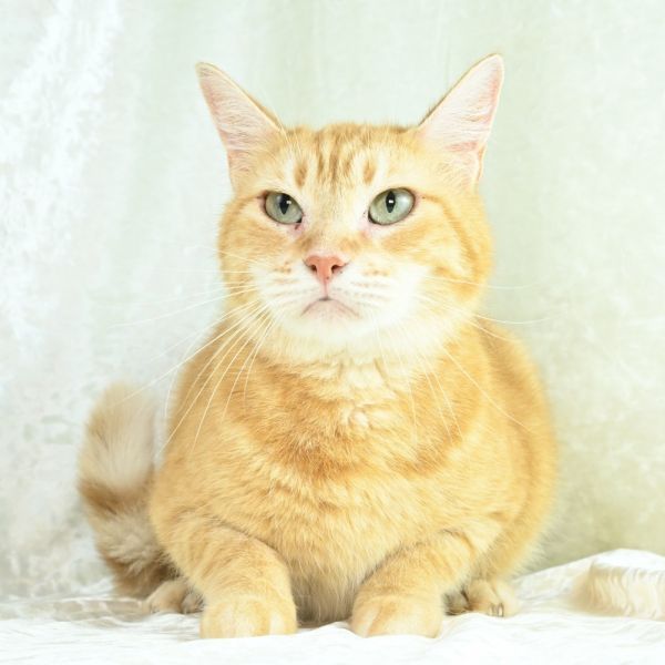 Purrsela is a Domestic Short Hair cat, available for adoption in Mobile, AL.