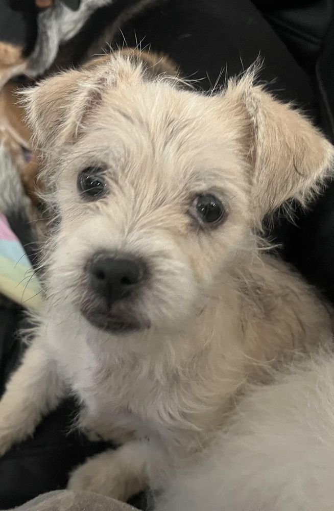 Clark is a Terrier mix dog, available for adoption in Longmont, CO.