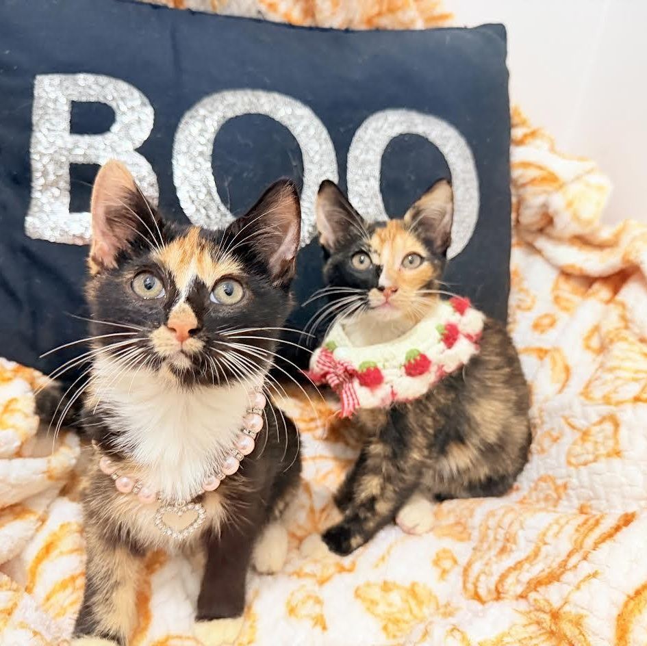 Haley and Harper is a Calico and Tortoiseshell cat, available for adoption in Amesbury, MA.