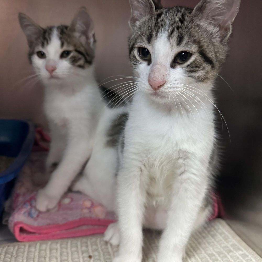 Archer & Apollo is a Domestic Short Hair cat, available for adoption in Clifton, NJ.