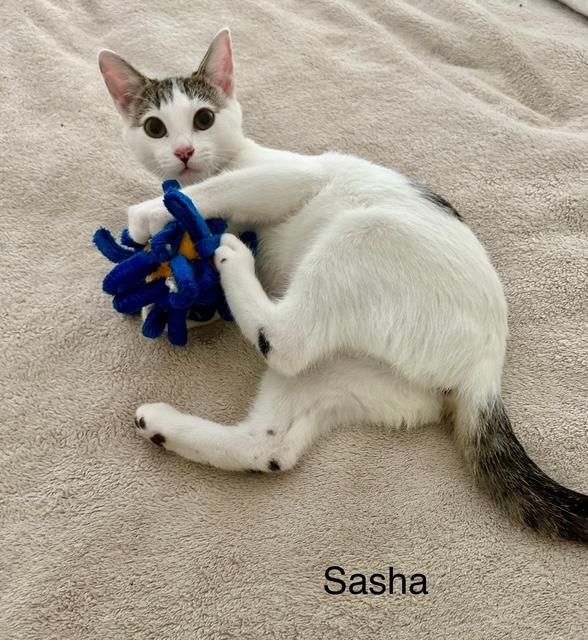 Sasha is a Tabby cat, available for adoption in Los Angeles, CA.