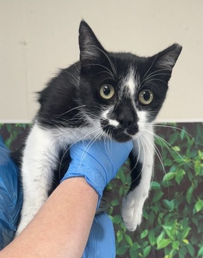 Sega is a Domestic Short Hair cat, available for adoption in San Antonio, TX.