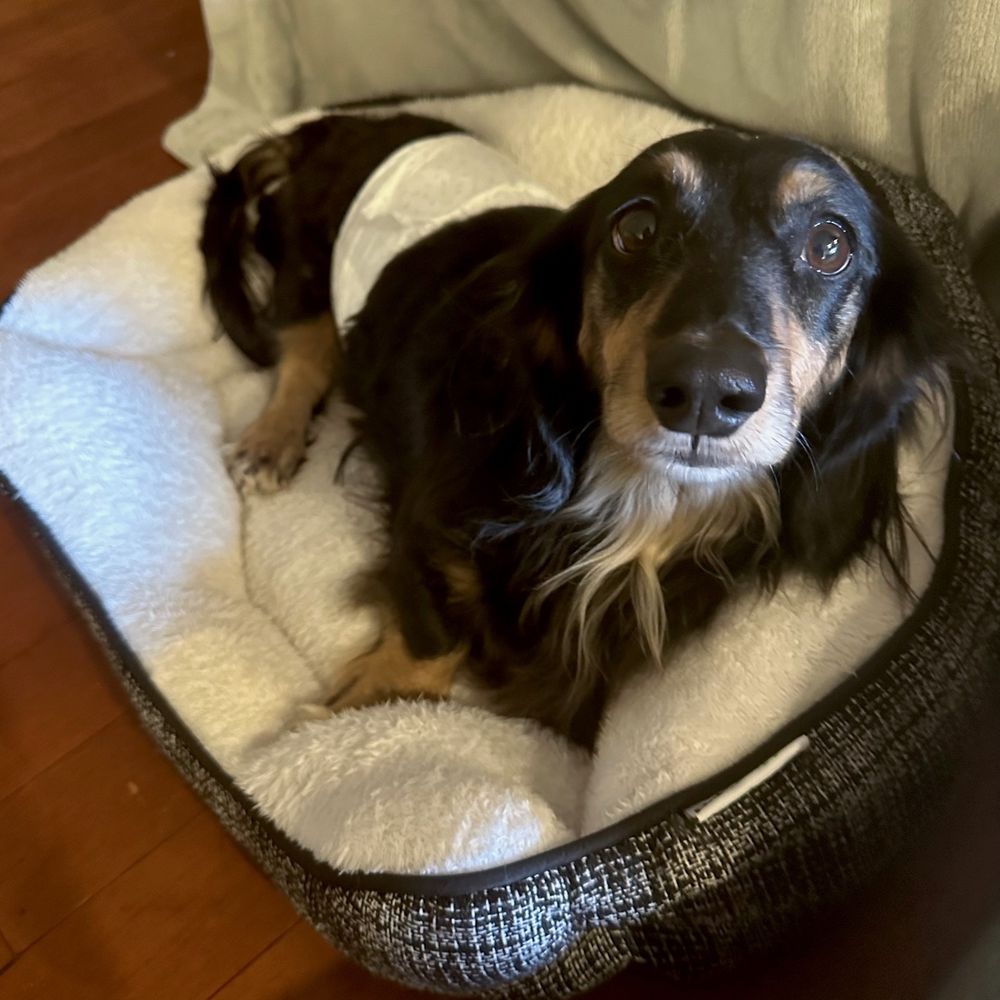 Hank (IVDD) is a Dachshund dog, available for adoption in Portland, OR.