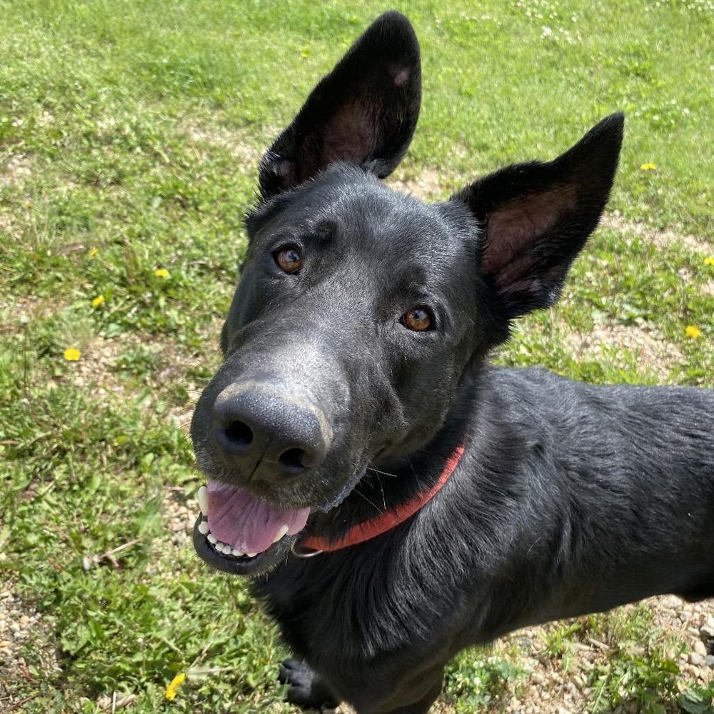 Hummer is a German Shepherd Dog and Black Labrador Retriever available for adoption in Melfort, SK.