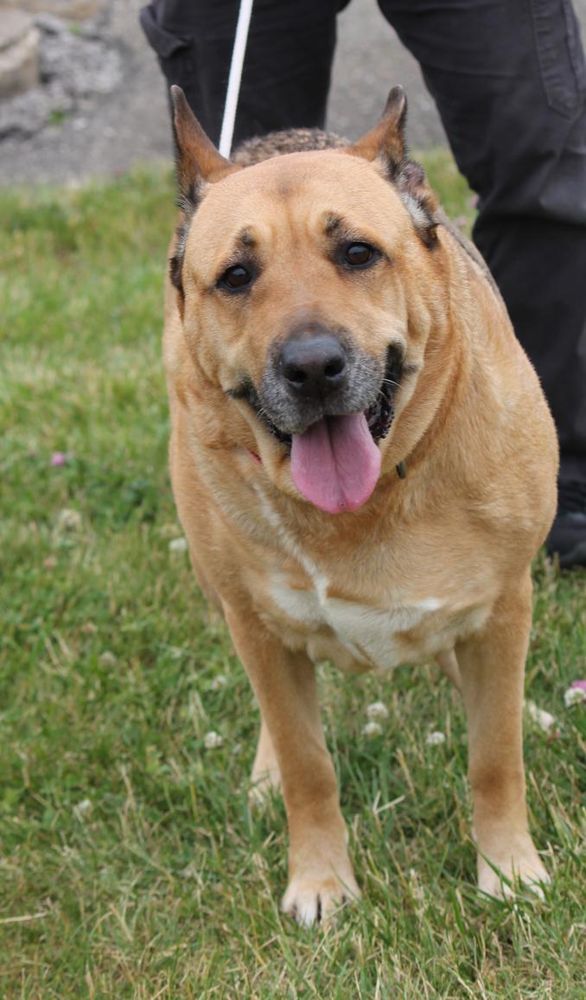 BRIDGET (Senior) is a Shepherd mix dog, available for adoption in Wyandotte, MI.