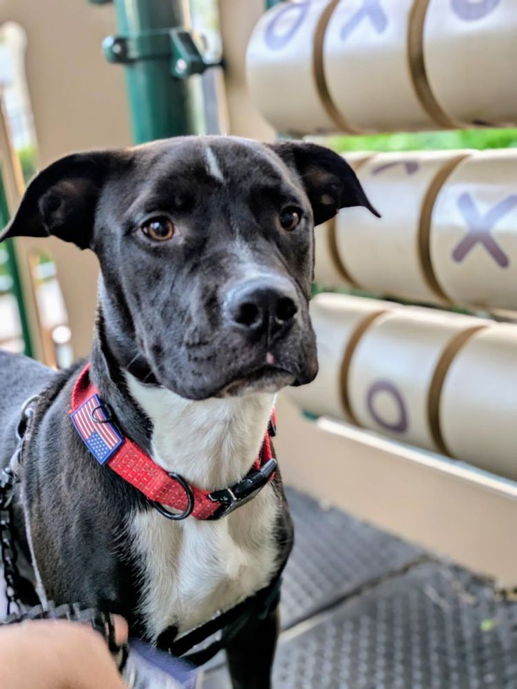 My name is Luca!! is a Boxer and Black Labrador Retriever dog, available for adoption in Manhattan Beach, CA.