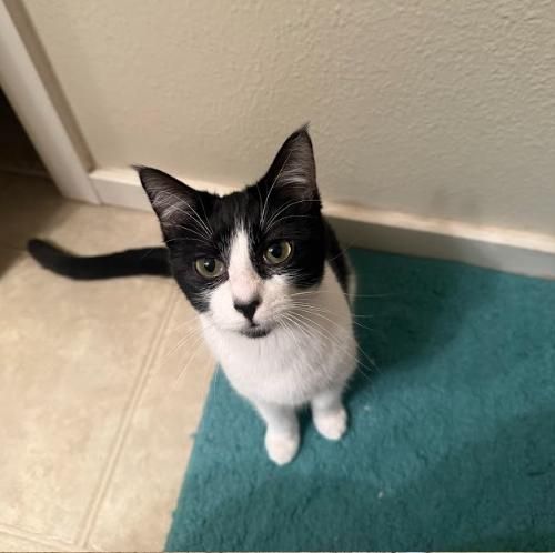 Celli is a Domestic Short Hair cat, available for adoption in Everett, WA.
