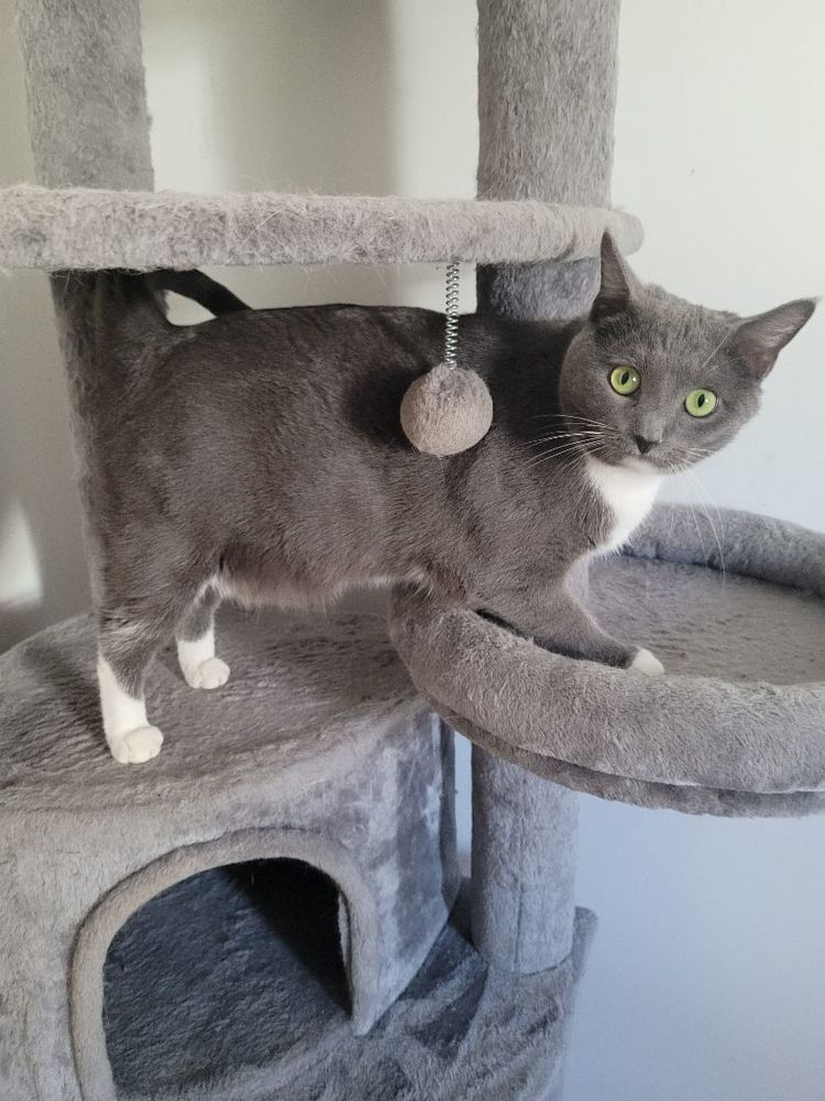 Gypsophila is a Domestic Short Hair cat, available for adoption in Acme, PA.
