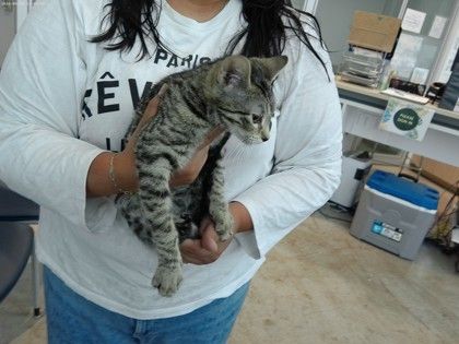 2 is a Domestic Short Hair cat, available for adoption in Fort Worth, TX.