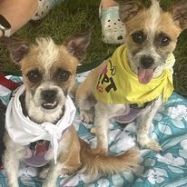 Kenny and Danny BONDED BROTHERS is a Terrier dog, available for adoption in Huntington, NY.