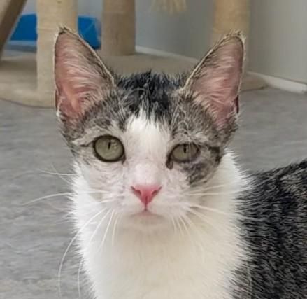 Bunny is a Domestic Short Hair cat, available for adoption in Waynesville, NC.