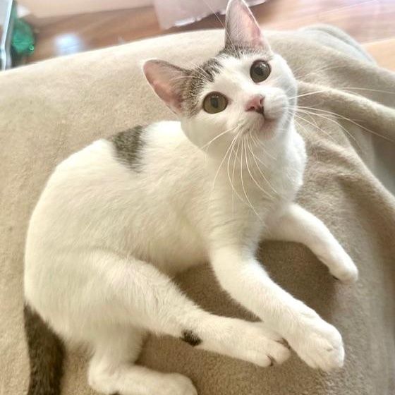 Sasha is a Tabby cat, available for adoption in Los Angeles, CA.