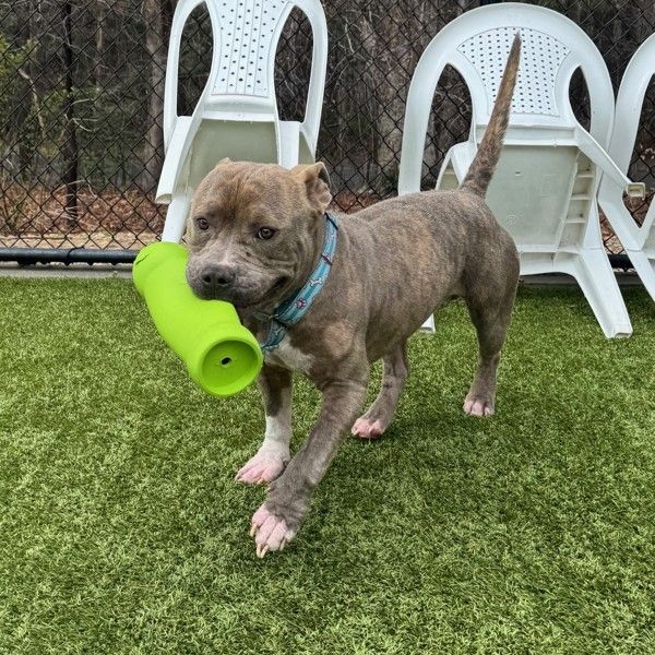 Hoagie is a American Staffordshire Terrier mix dog, available for adoption in Raleigh, NC.