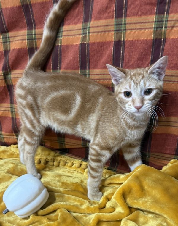 Beau is a Domestic Short Hair mix cat, available for adoption in Jackson, GA.