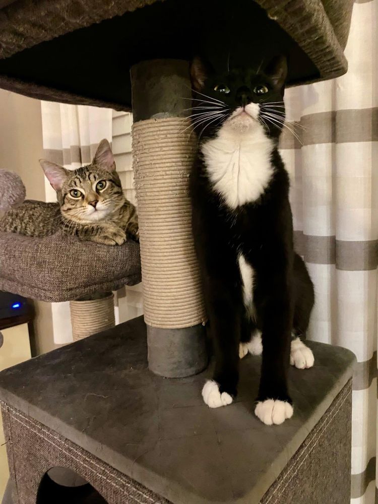 Timber & Ukulele (BONDED PAIR) is a Tabby and Tuxedo cat, available for adoption in Orland Park, IL.