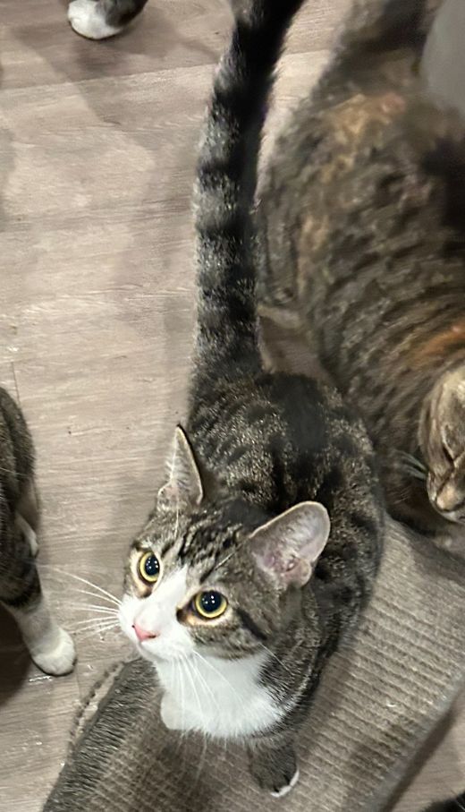 Simon is a Domestic Short Hair mix cat, available for adoption in New Cumberland, WV.