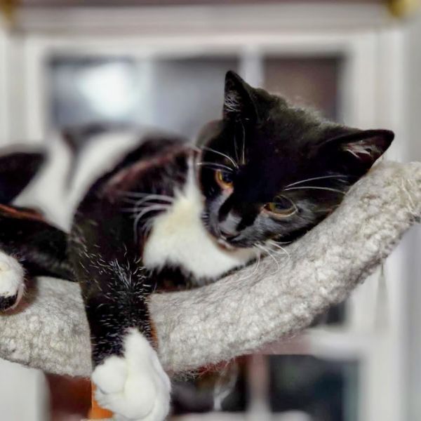 Oreo is a Domestic Short Hair cat, available for adoption in Lyndhurst, VA.