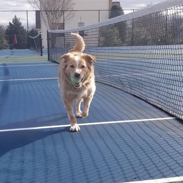 Zoey A is a Golden Retriever mix dog, available for adoption in Fairfax, VA.