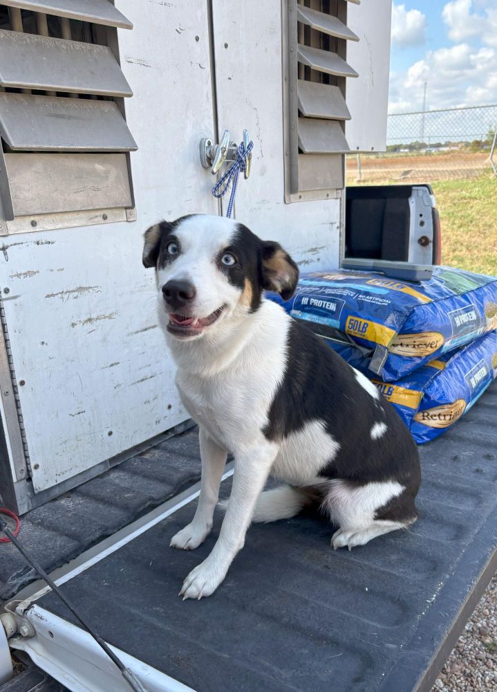 Sonya is a Terrier mix dog, available for adoption in Edna, TX.