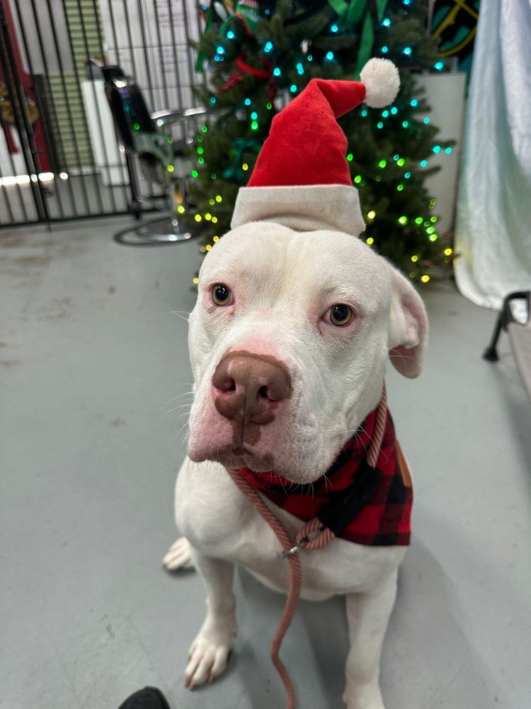Roxy is a Dogo Argentino and American Bully available for adoption in Hayward, CA.