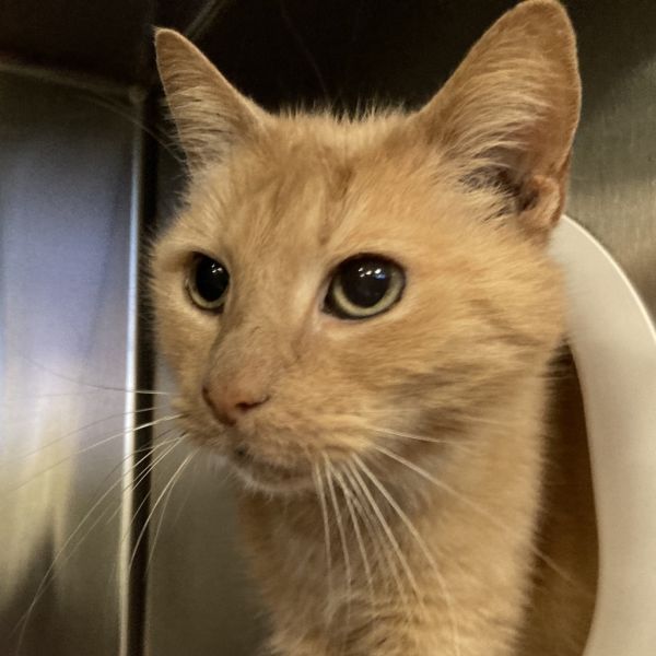 Honey Bee is a Domestic Short Hair cat, available for adoption in Lakeland, FL.