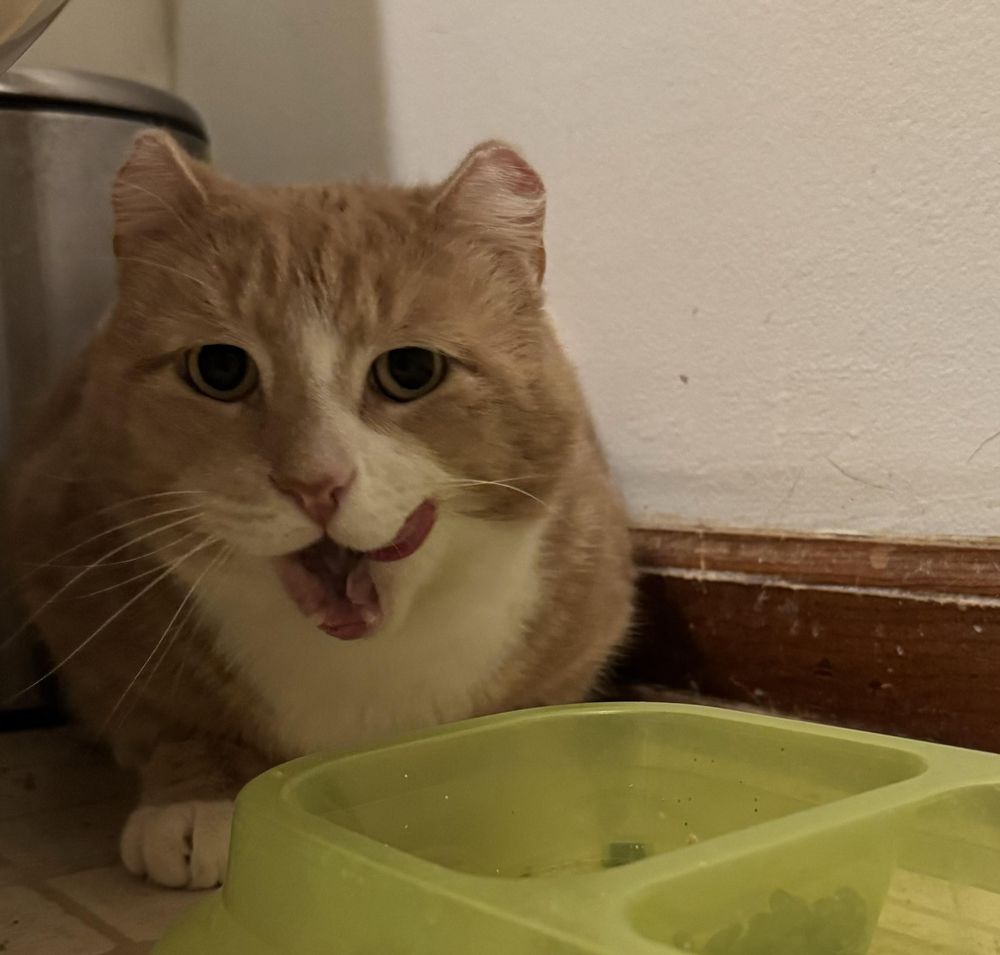 Tommy is a Domestic Short Hair and Tabby cat, available for adoption in Philadelphia, PA.