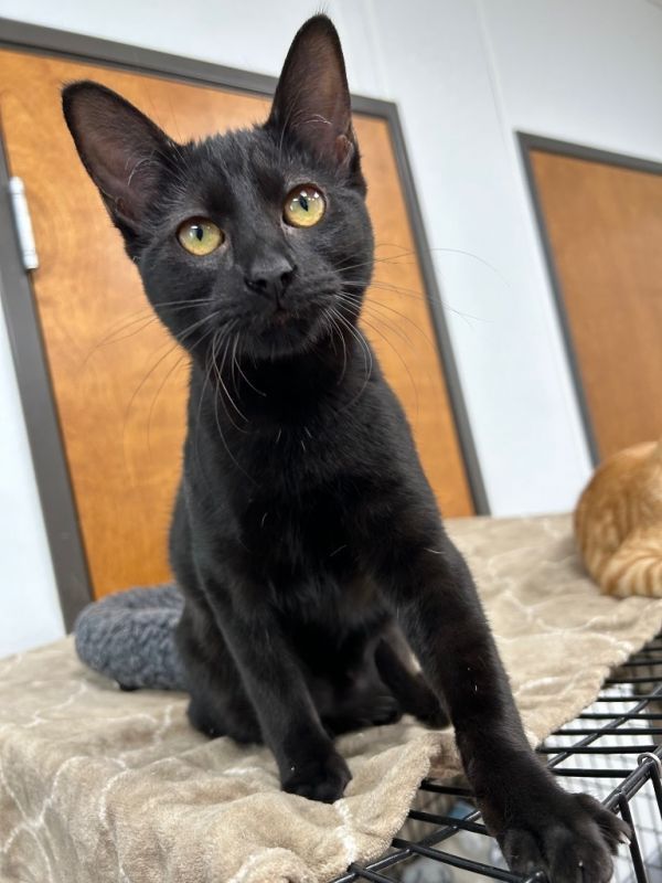 Hati is a Domestic Short Hair cat, available for adoption in Corpus Christi, TX.