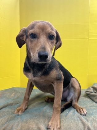 RowRow is a Mixed Breed dog, available for adoption in Houston, TX.