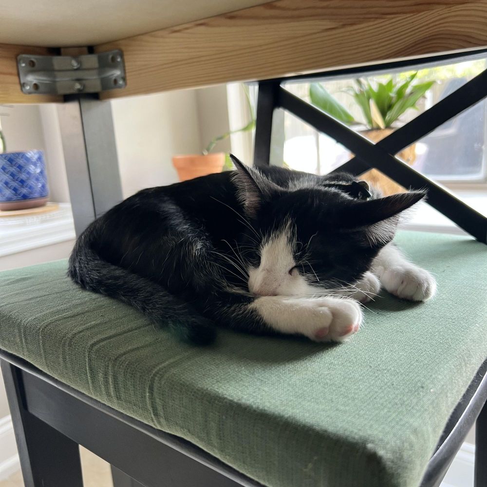 Boxer - Riley Fuzzel Petsmart is a Domestic Short Hair and Tuxedo cat, available for adoption in Spring, TX.