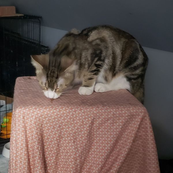 Pebbles is a Domestic Short Hair cat, available for adoption in Brighton, MI.