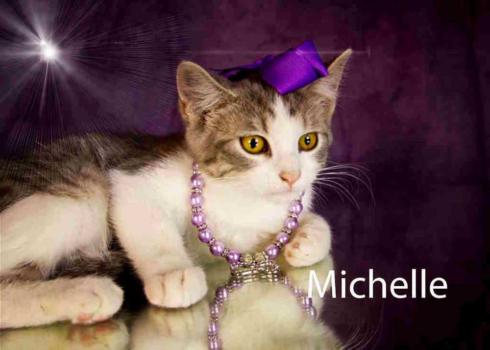 Michelle is a Tabby cat, available for adoption in York, NE.