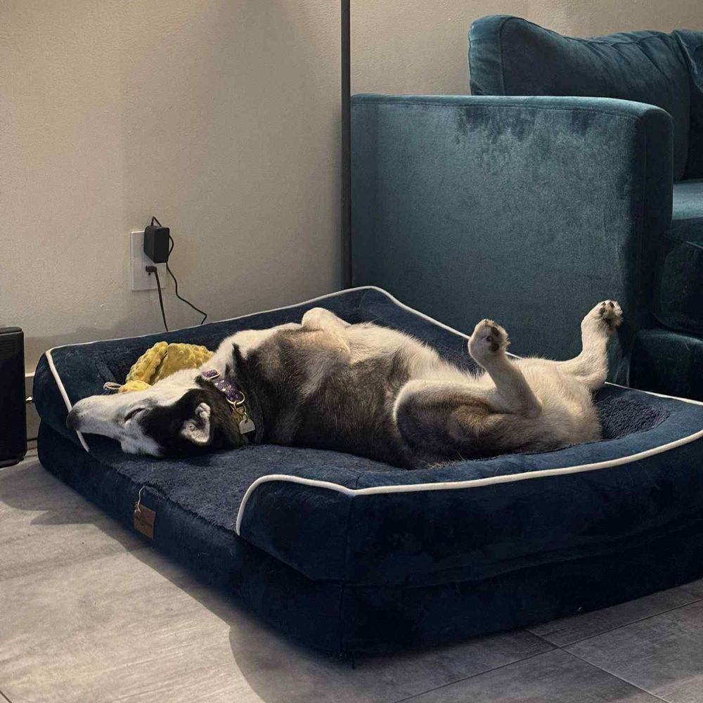 Charming Layla is a Siberian Husky dog, available for adoption in Great Barrington, MA.