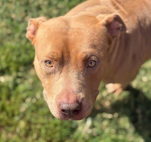 BOBBIE is a Pit Bull Terrier dog, available for adoption in Tulsa, OK.