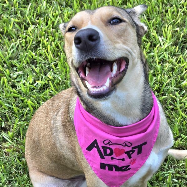 Emmy is a Shepherd dog, available for adoption in San Antonio, TX.