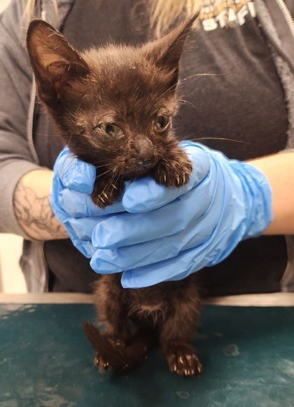 Miffy is a Domestic Short Hair cat, available for adoption in Gastonia, NC.