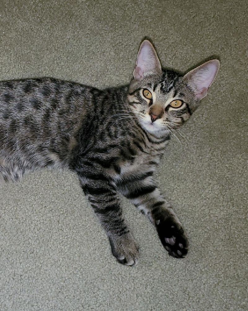 Falkor is a Domestic Short Hair mix cat, available for adoption in Frisco, TX.