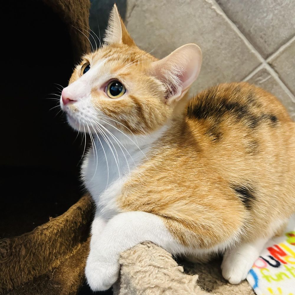 Jinx is a Domestic Short Hair cat, available for adoption in Seguin, TX.