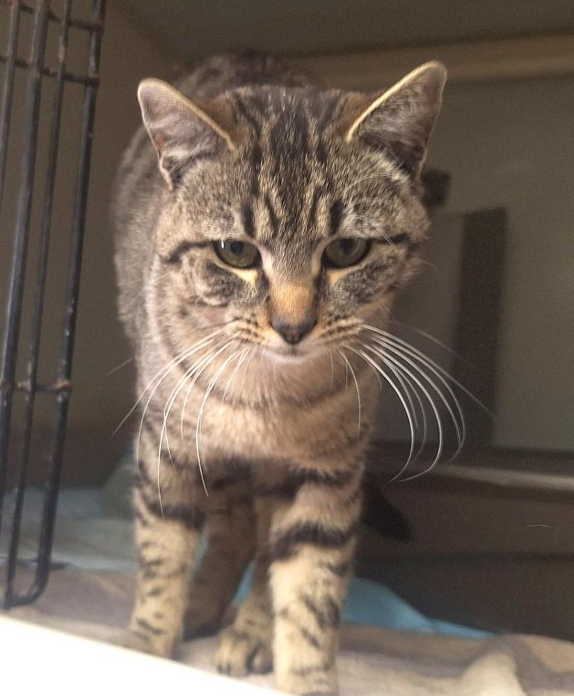 Purrlock Holmes is a Domestic Short Hair cat, available for adoption in Chappell, NE.