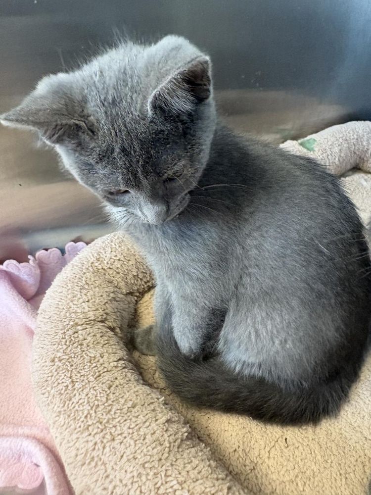 Titus is a Domestic Short Hair cat, available for adoption in Little Falls, MN.