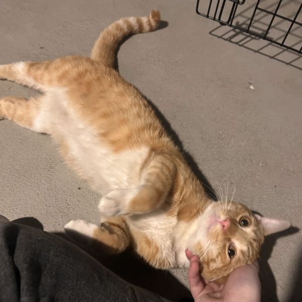 Poe is a Domestic Short Hair cat, available for adoption in Silver Spring, MD.