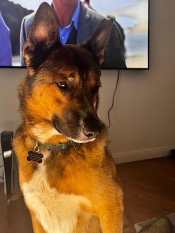 Harley Davidson Vroom 2! is a German Shepherd Dog available for adoption in Manhattan Beach, CA.
