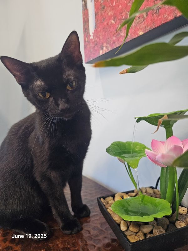 Terrah is a Domestic Short Hair mix cat, available for adoption in St Petersburg, FL.