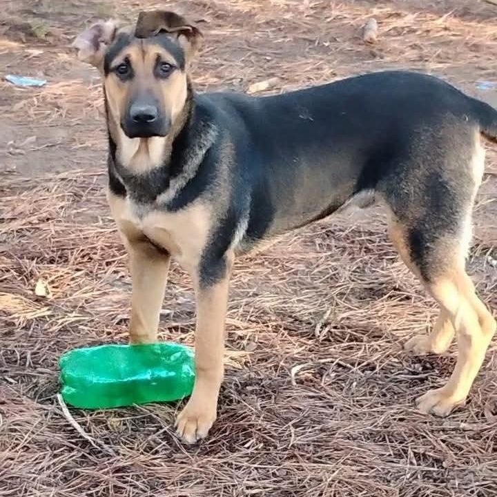 Skeeter is a German Shepherd Dog and Boxer available for adoption in Carson, MS.