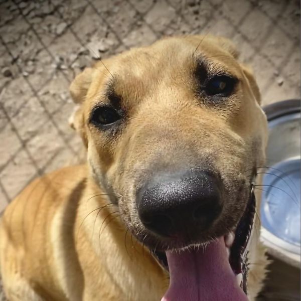 Nala is a Belgian Shepherd / Malinois and Shepherd dog, available for adoption in Dallas, TX.