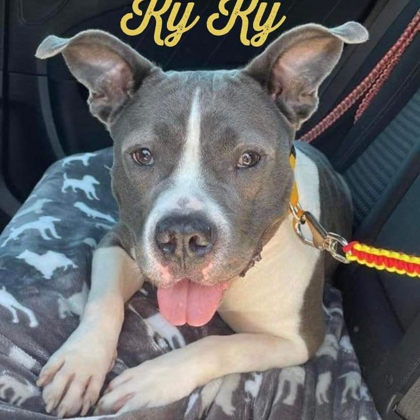 Ky Ky is a Pit Bull Terrier mix dog, available for adoption in Florissant, MO.